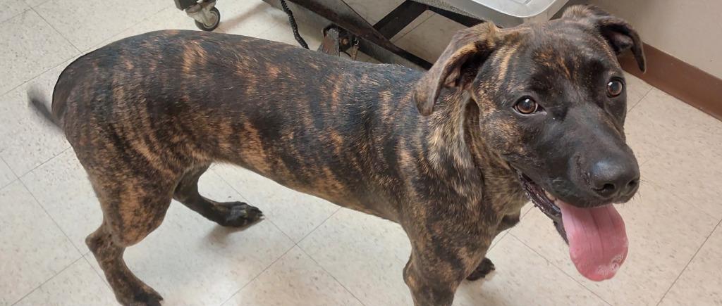 Enlarge Tina, a Adoptable mixed breed in Mocksville, NC image 3/4