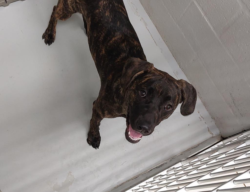 Enlarge Tina, a Adoptable mixed breed in Mocksville, NC image 4/4