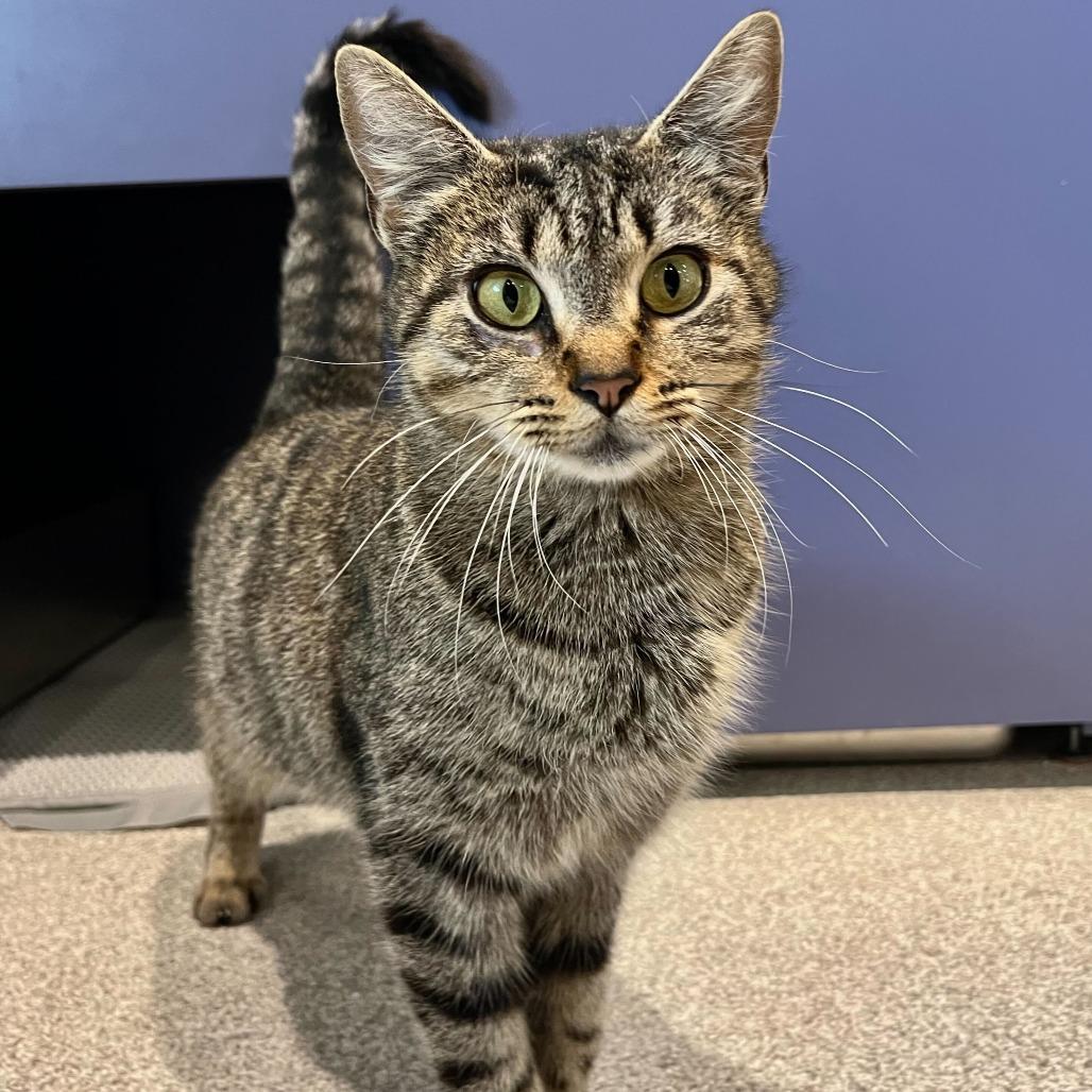 Enlarge Romy, a Adoptable mixed breed in Englewood, FL image 1/2