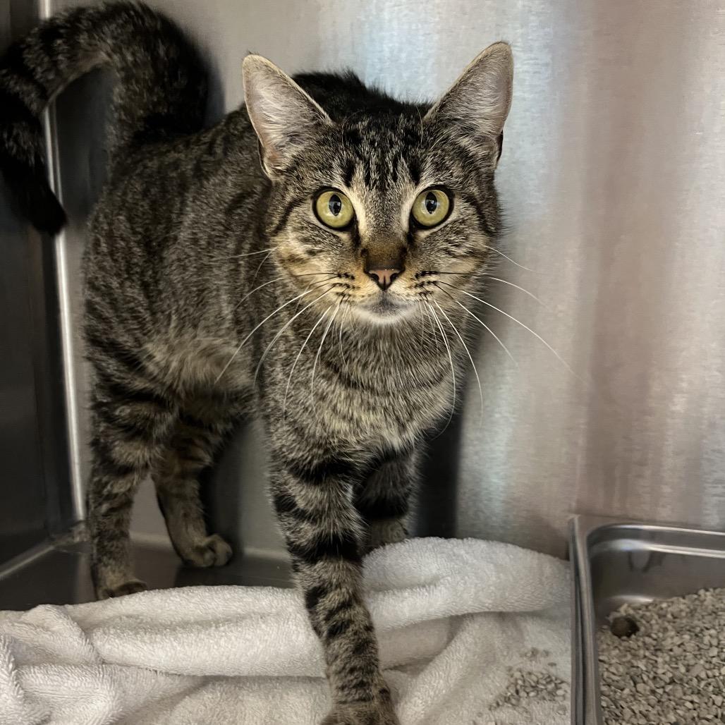 Enlarge Romy, a Adoptable mixed breed in Englewood, FL image 2/2