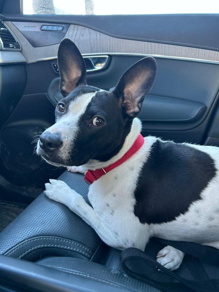 Avery, Adoptable, Young Female Terrier.