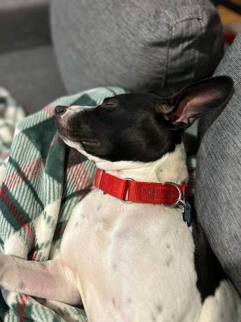 Enlarge Avery, a Adoptable Terrier in Gorham, ME image 2/6