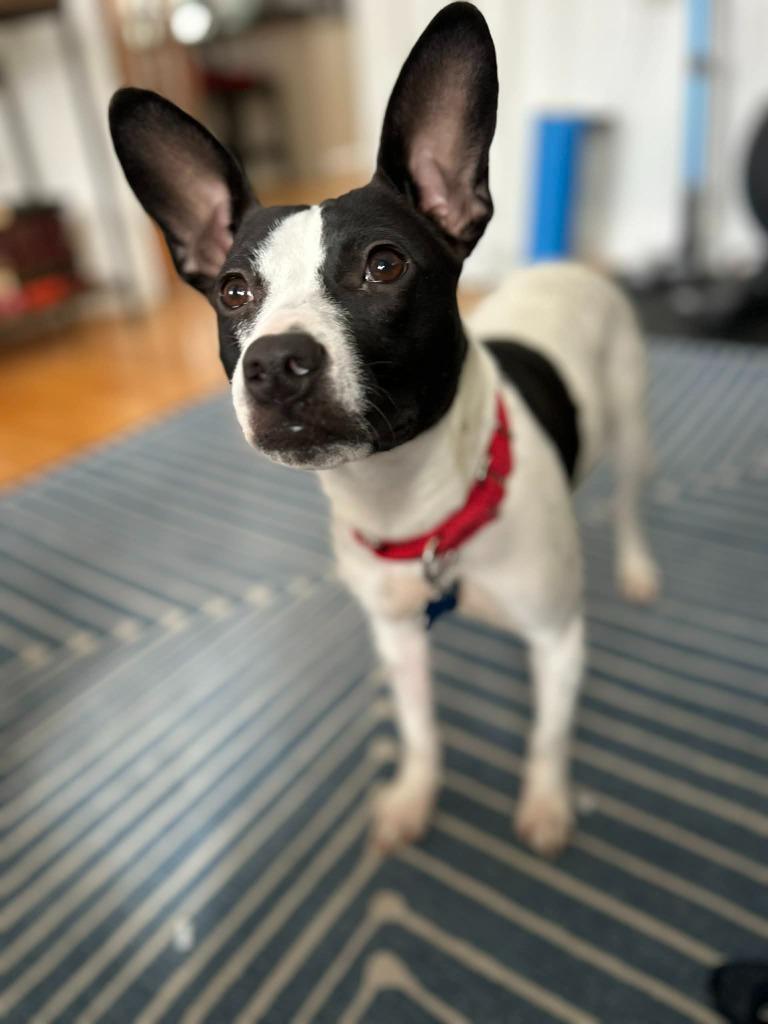 Enlarge Avery, a Adoptable Terrier in Gorham, ME image 3/6