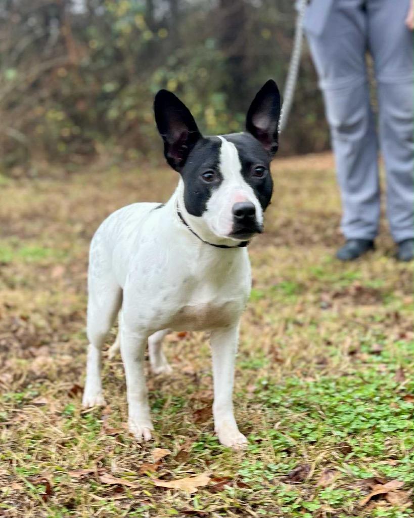 Enlarge Avery, a Adoptable Terrier in Gorham, ME image 4/6