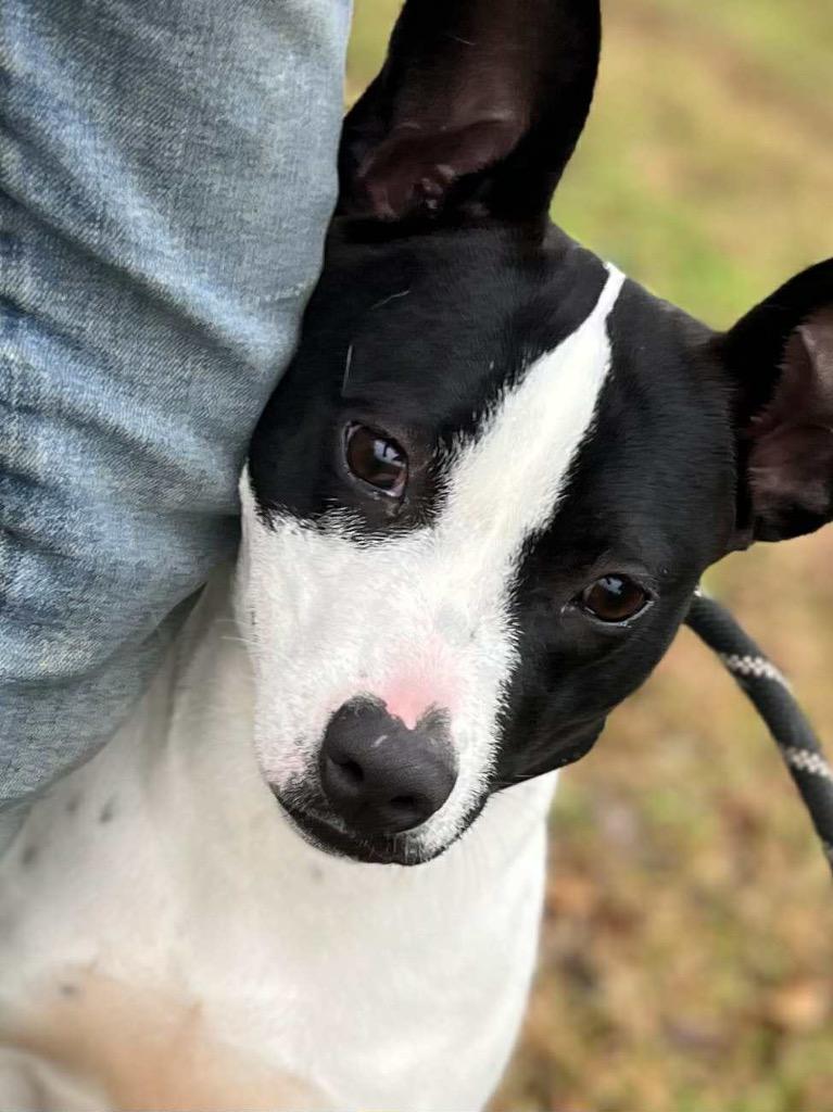 Enlarge Avery, a Adoptable Terrier in Gorham, ME image 5/6