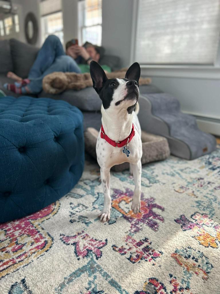 Enlarge Avery, a Adoptable Terrier in Gorham, ME image 6/6