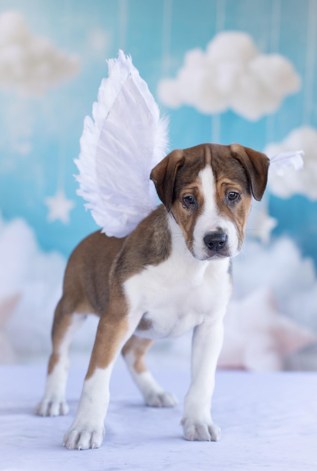 Enlarge Lennox, an adopted mixed breed in Indianapolis, IN image 2/2