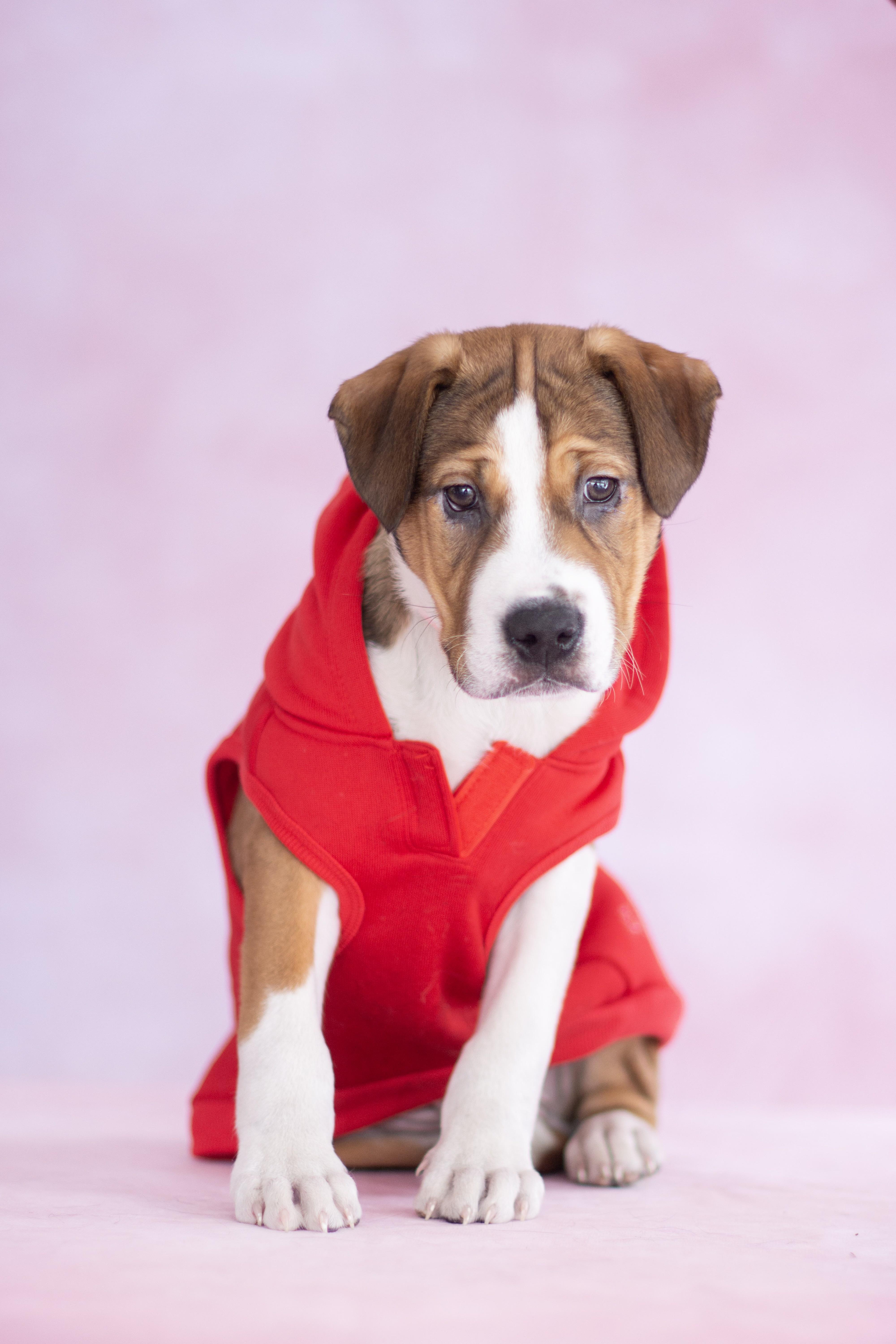 Lennox, adopted, Puppy Male Pit Bull Terrier.