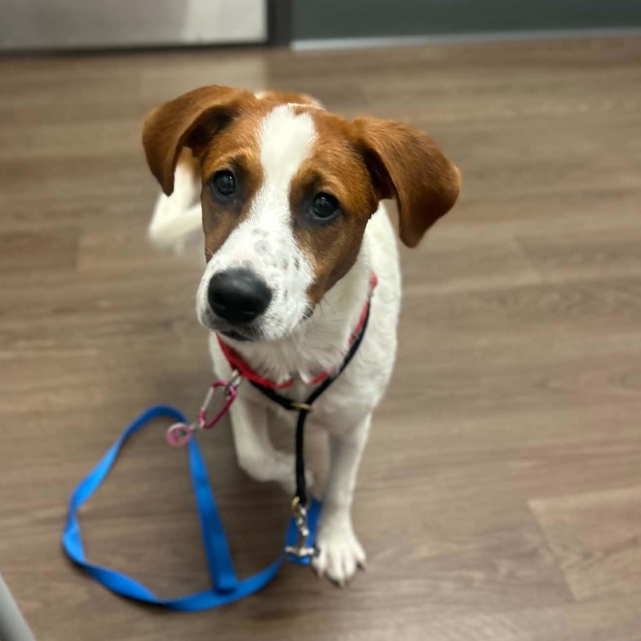Shelby, a ADOPTABLE mixed breed in Billerica, MA image 2/6