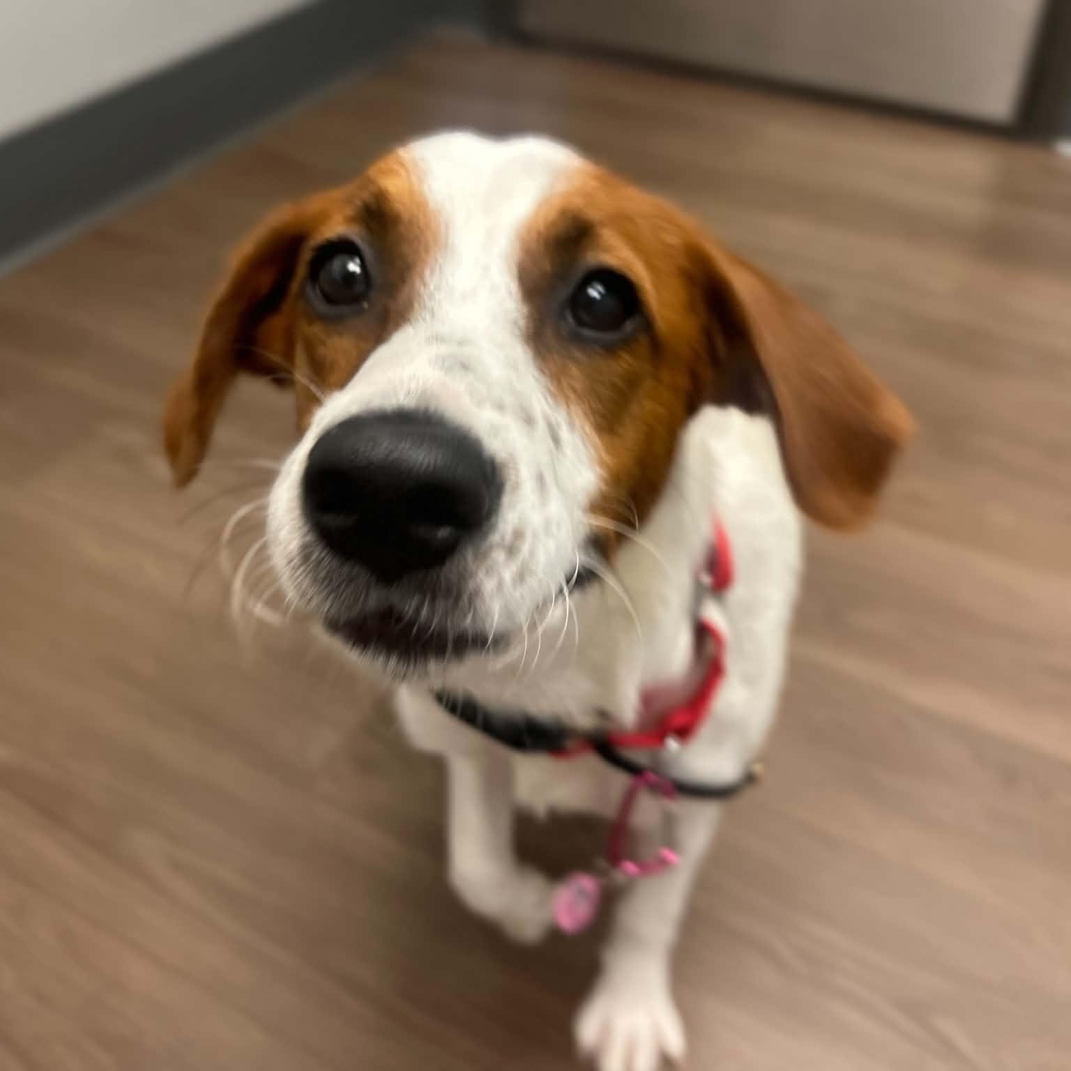 Shelby, a ADOPTABLE mixed breed in Billerica, MA image 1/6