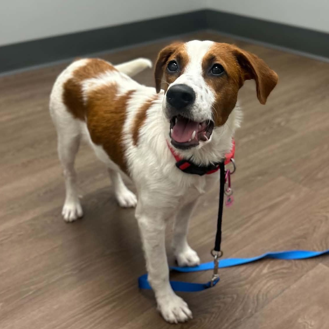 Shelby, a ADOPTABLE mixed breed in Billerica, MA image 5/6