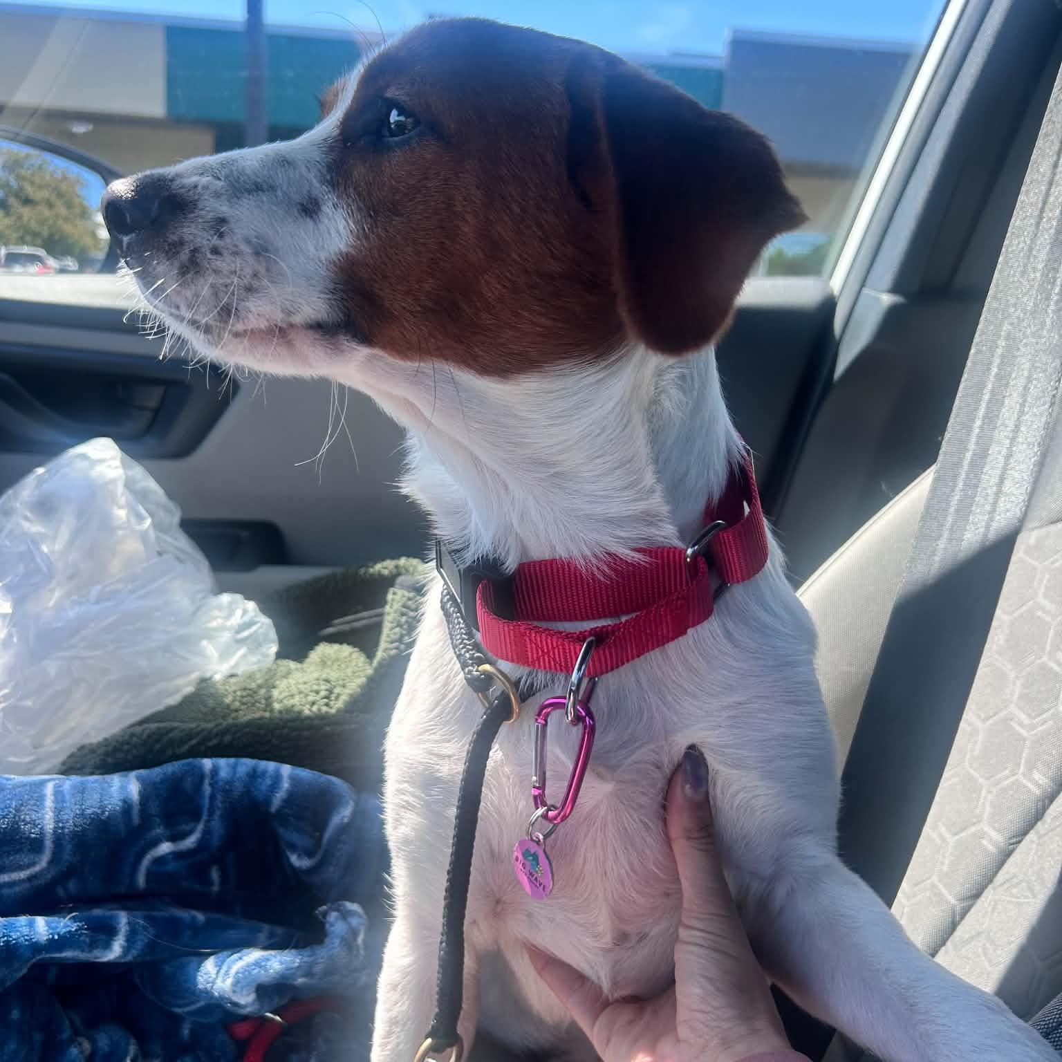 Shelby, a ADOPTABLE mixed breed in Billerica, MA image 3/6
