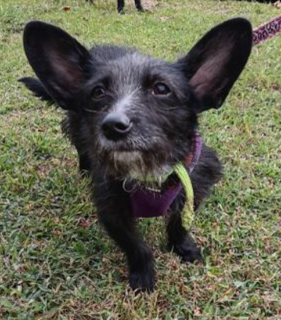 Carly, a Adopted Dachshund in Kincaid, IL image 1/2