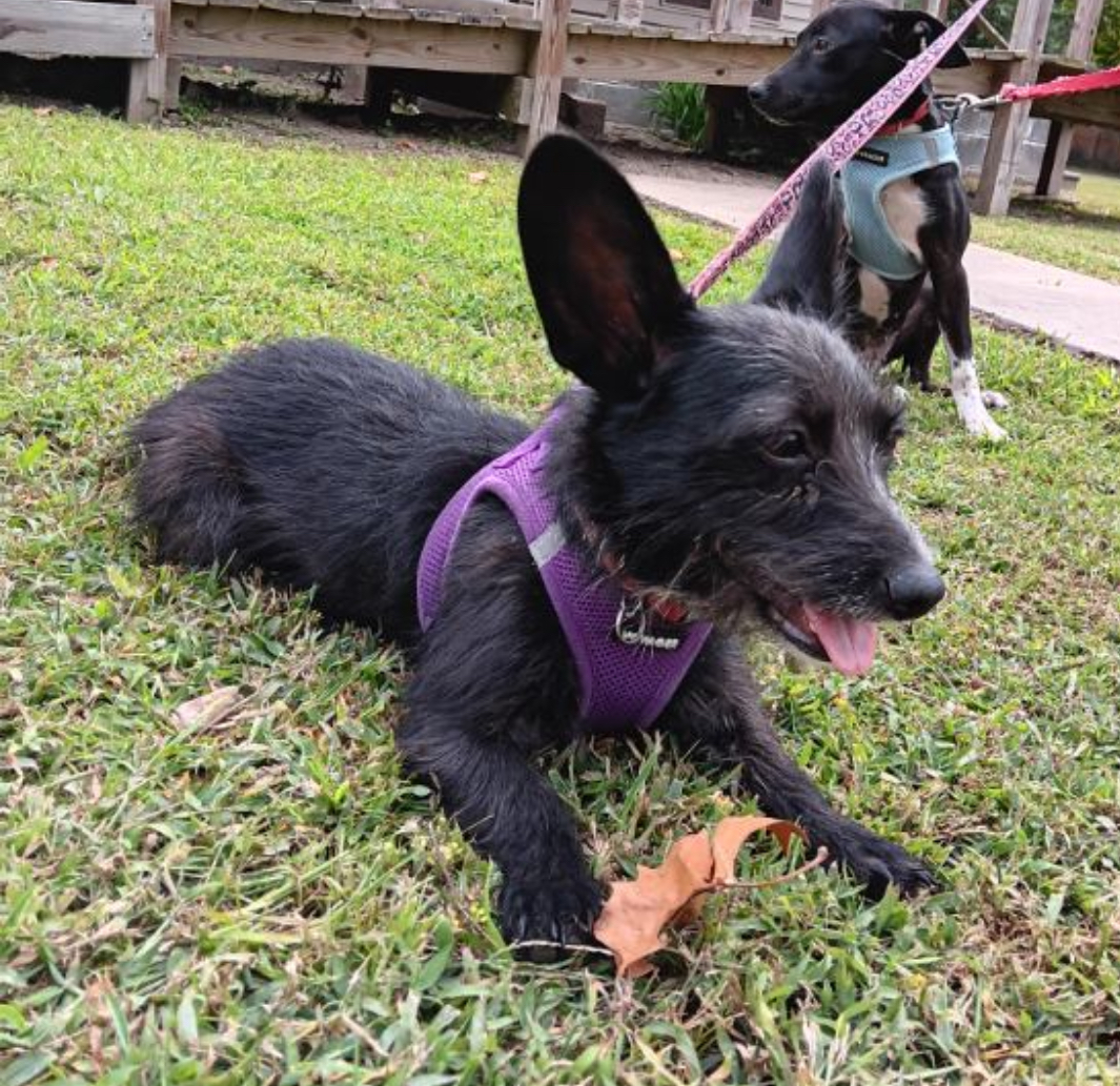 Carly, a Adopted Dachshund in Kincaid, IL image 2/2