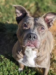Diamond and Cali (Bonded Pair)