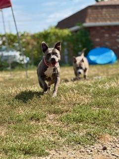 Diamond and Cali (Bonded Pair)
