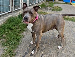 Diamond and Cali (Bonded Pair)