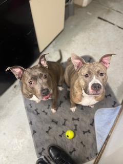 Diamond and Cali (Bonded Pair)