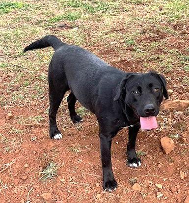 Enlarge Cabella, a Adoptable Labrador Retriever in Carrollton, GA image 1/3