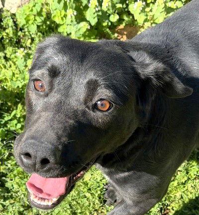 Enlarge Cabella, a Adoptable Labrador Retriever in Carrollton, GA image 2/3