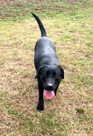 Enlarge Cabella, a Adoptable Labrador Retriever in Carrollton, GA image 3/3