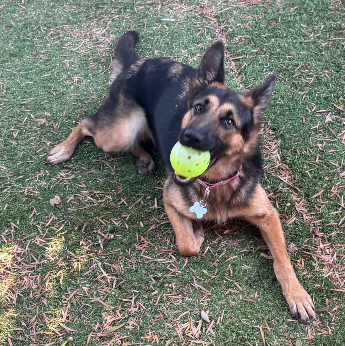 Enlarge Charlotte, a Adoptable German Shepherd Dog in Huntington Beach, CA image 3/6