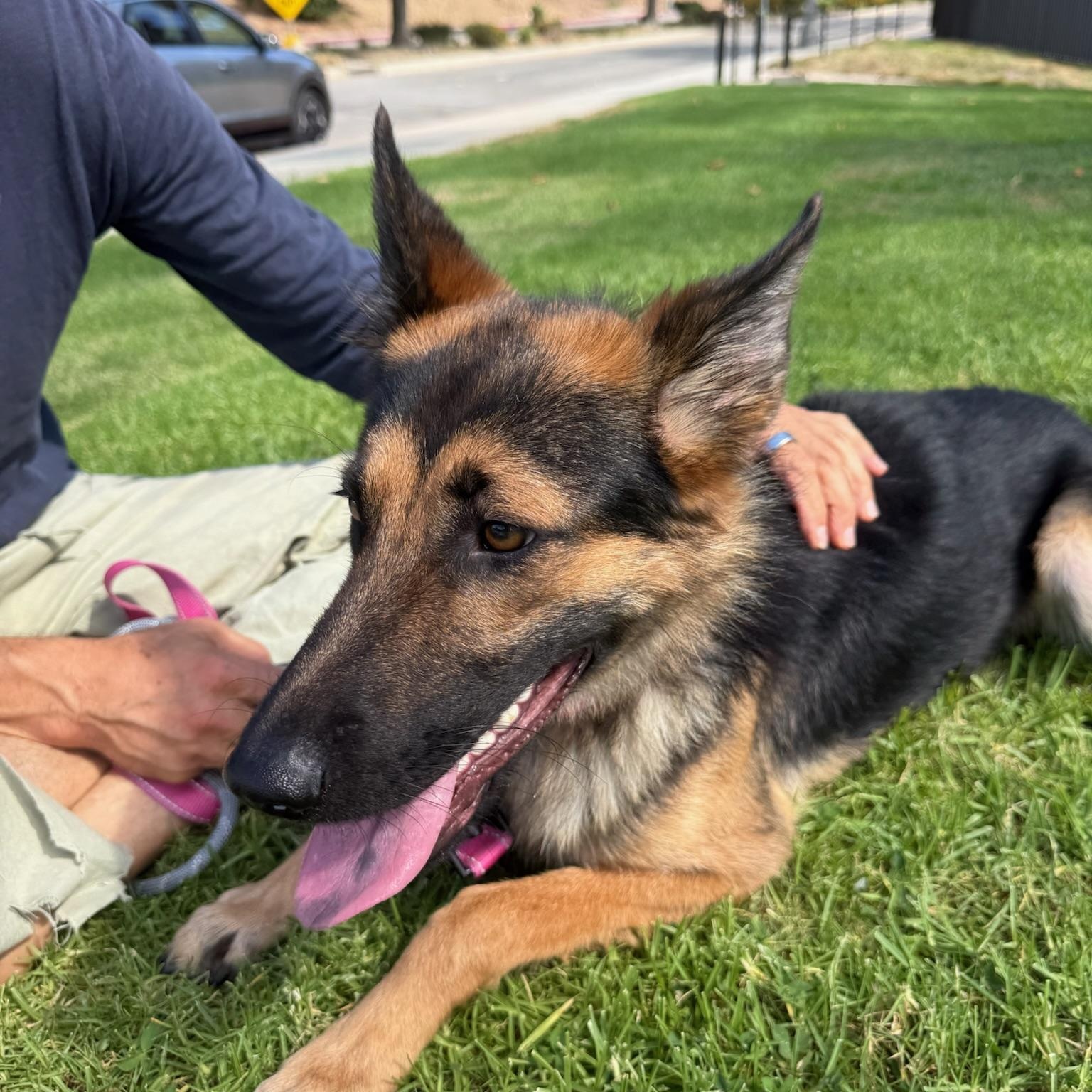 Enlarge Charlotte, a Adoptable German Shepherd Dog in Huntington Beach, CA image 5/6