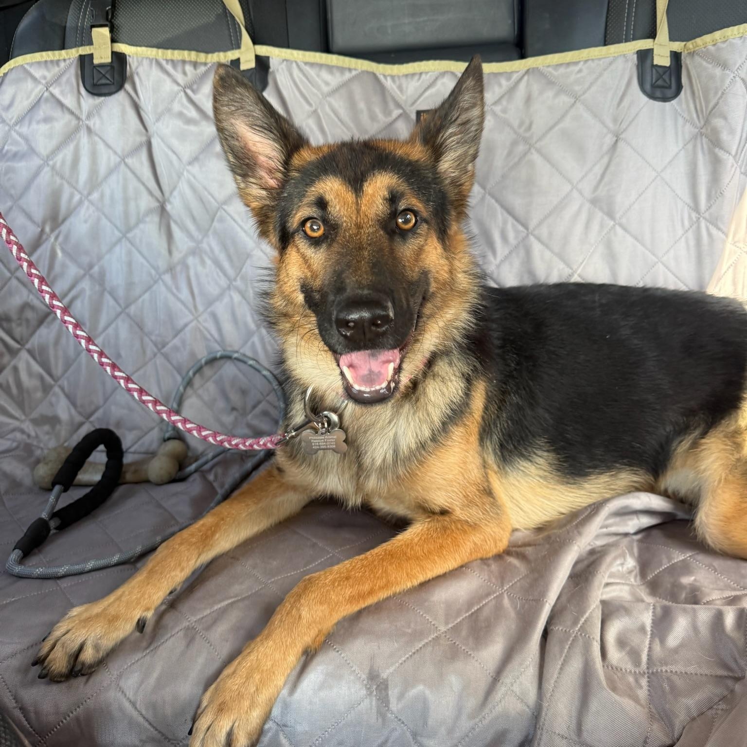 Enlarge Charlotte, a Adoptable German Shepherd Dog in Huntington Beach, CA image 1/6