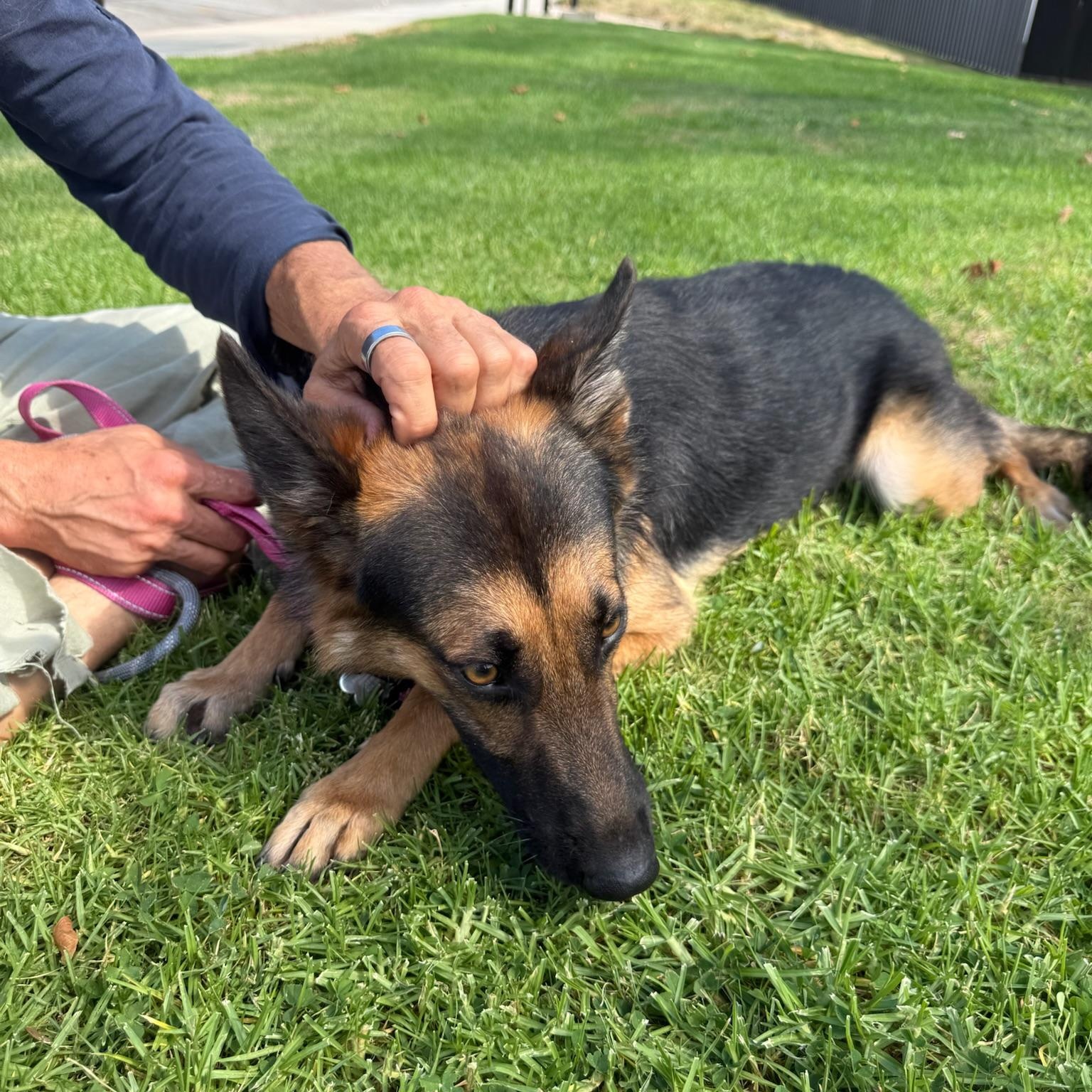 Enlarge Charlotte, a Adoptable German Shepherd Dog in Huntington Beach, CA image 4/6