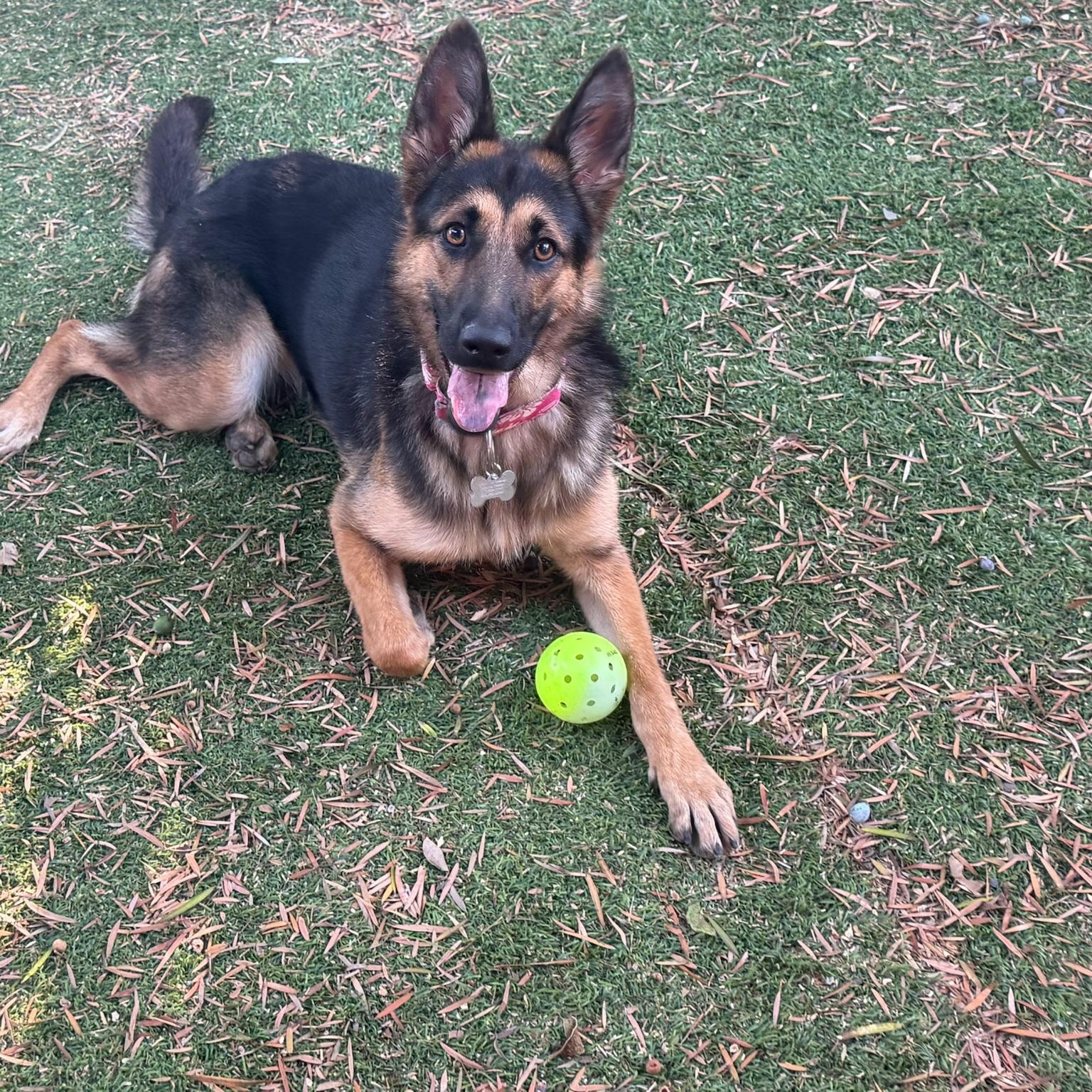 Enlarge Charlotte, a Adoptable German Shepherd Dog in Huntington Beach, CA image 2/6