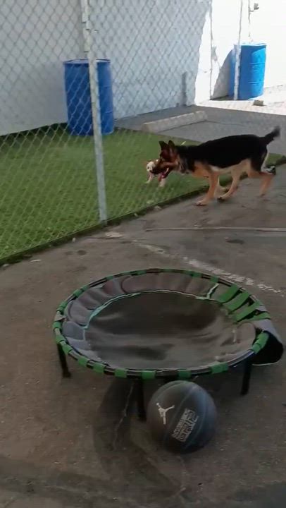 Enlarge Charlotte, a Adoptable German Shepherd Dog in Huntington Beach, CA video 6/6