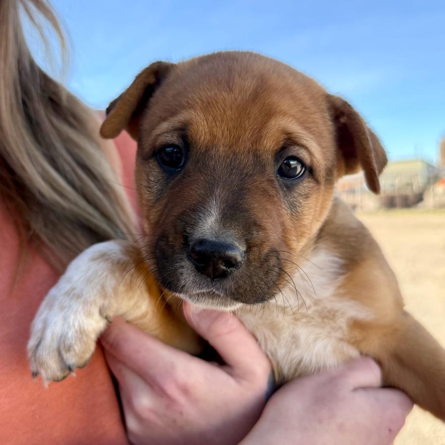 Enlarge Hopper, a Adoptable mixed breed in Midland, TX image 1/1