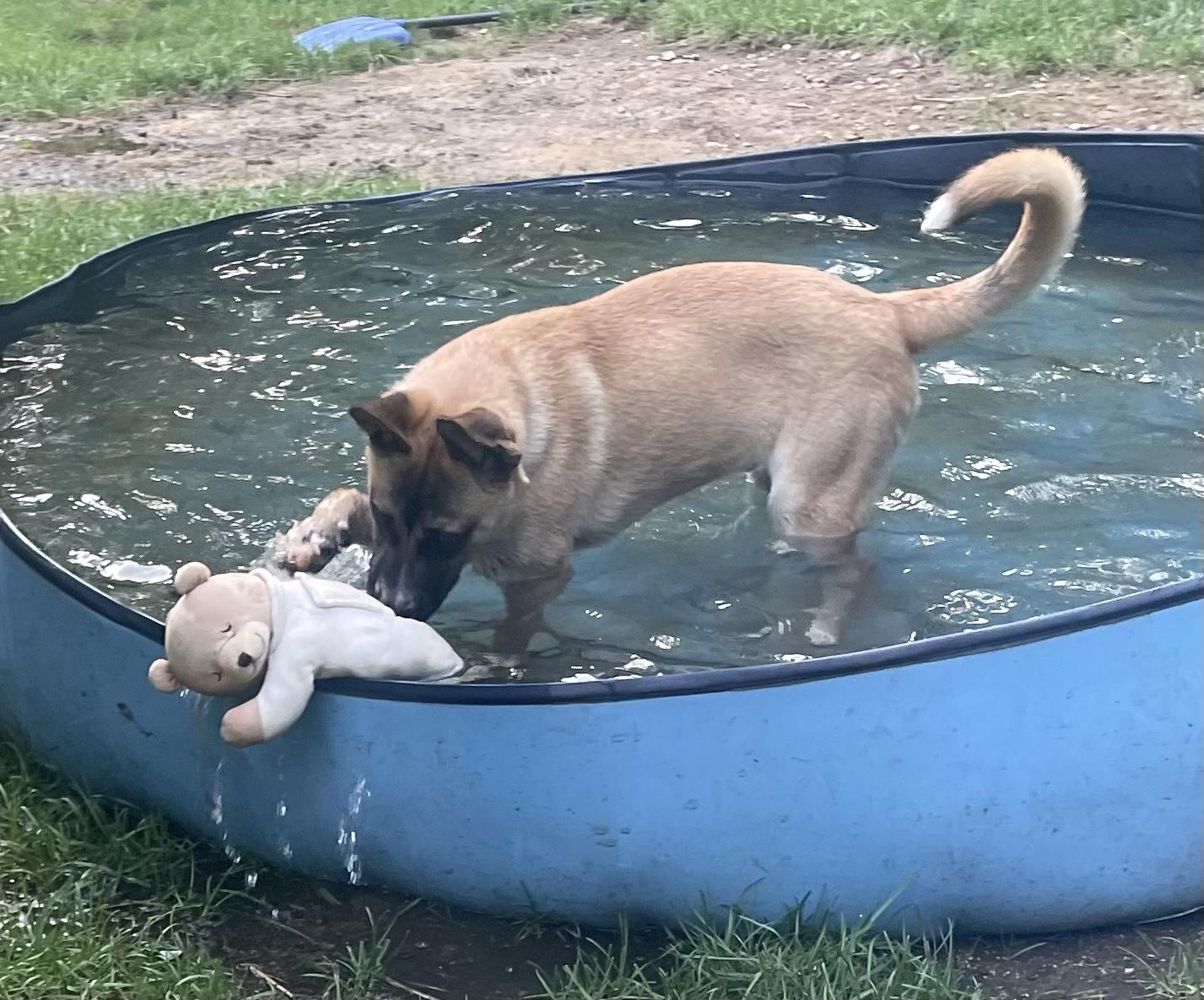 Remy, a ADOPTABLE mixed breed in Granby, MA image 5/5