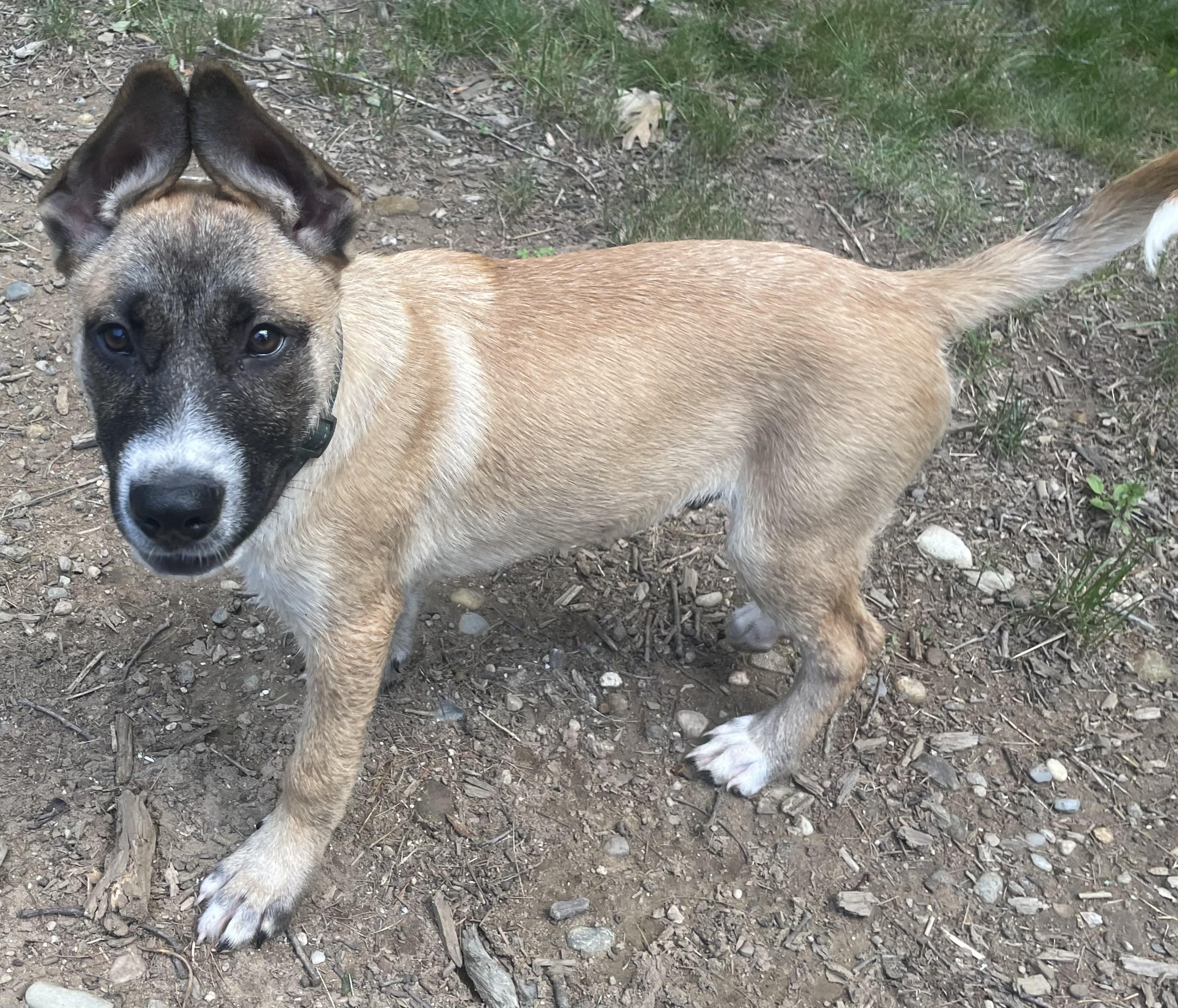 Remy, ADOPTABLE, Young Male German Shepherd Dog.