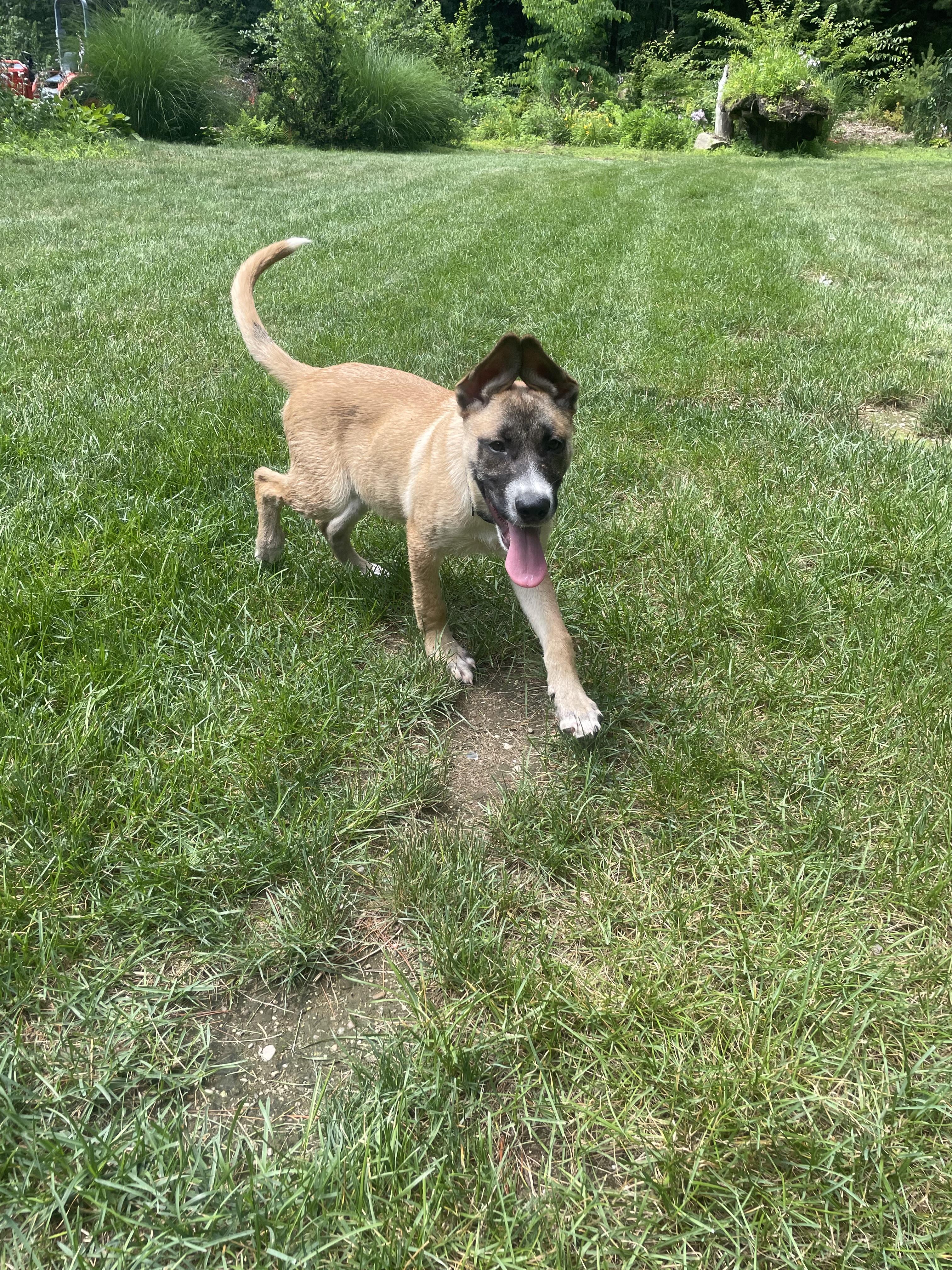 Remy, a ADOPTABLE mixed breed in Duxbury, MA image 2/4