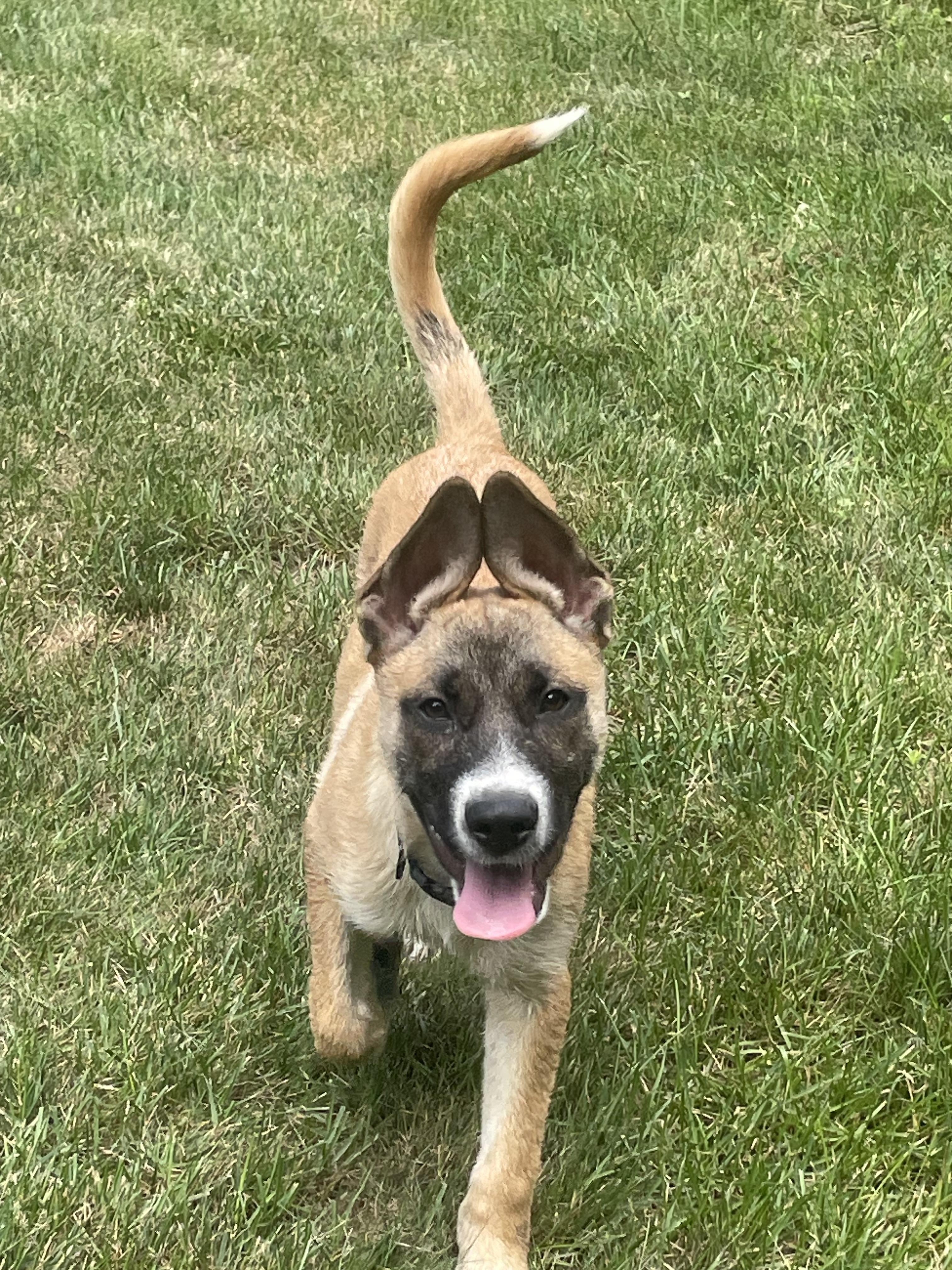 Remy, a ADOPTABLE mixed breed in Duxbury, MA image 3/4