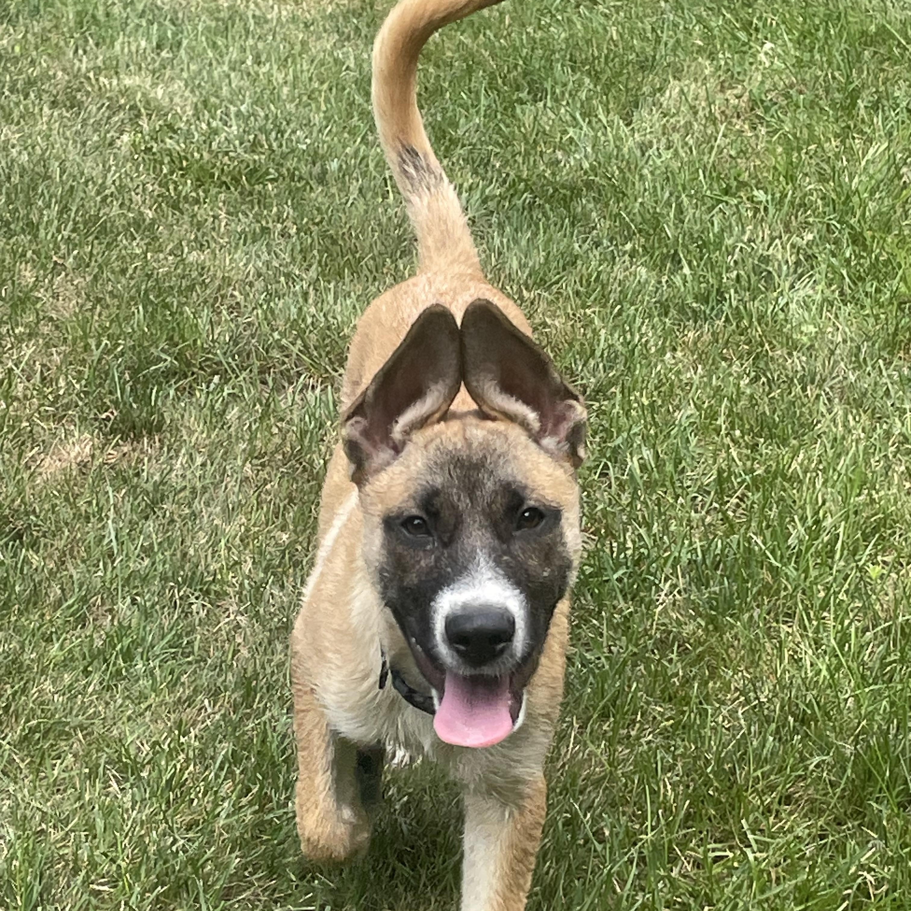 Remy, a ADOPTABLE mixed breed in Granby, MA image 3/5