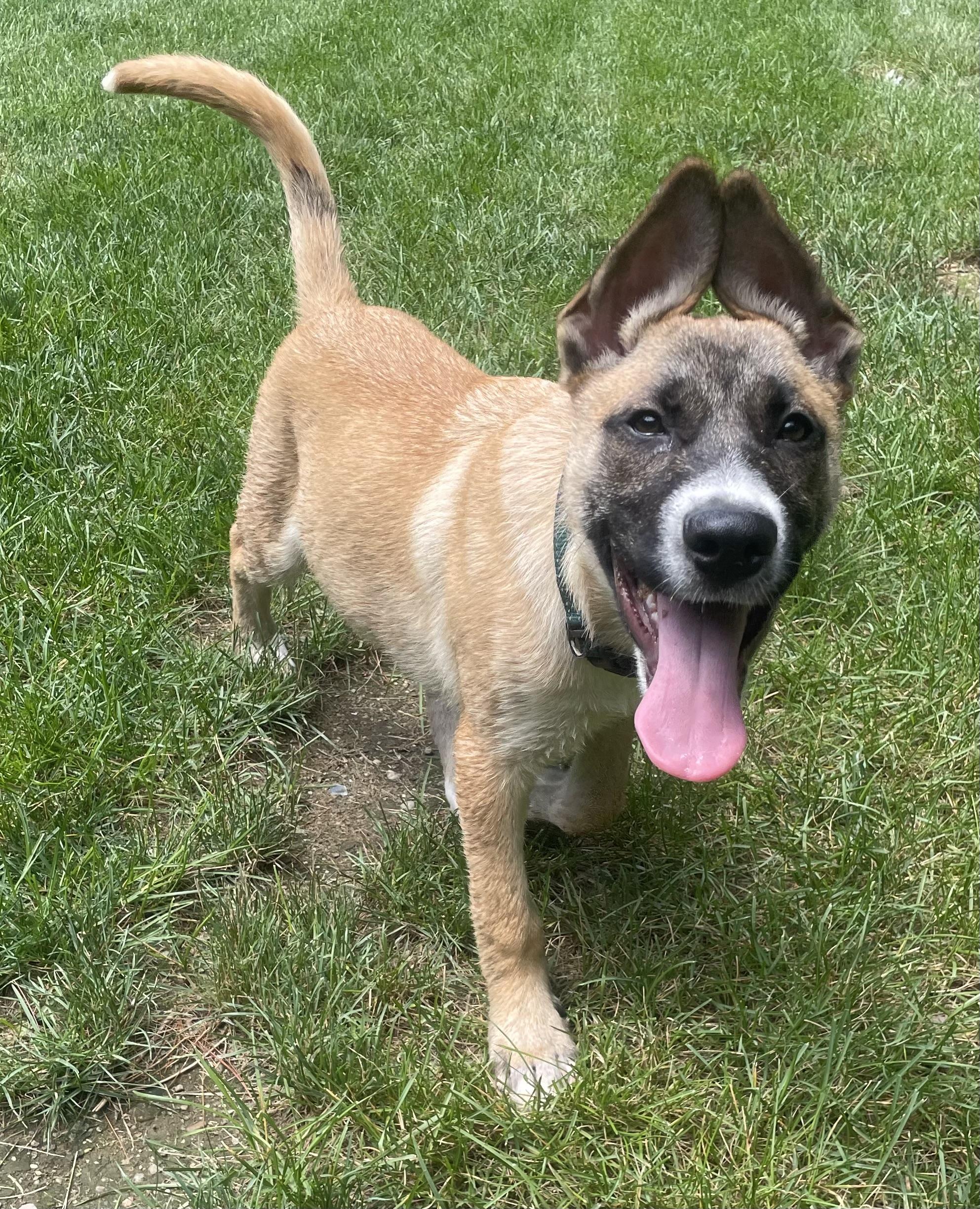 Remy, ADOPTABLE, Young Male German Shepherd Dog.