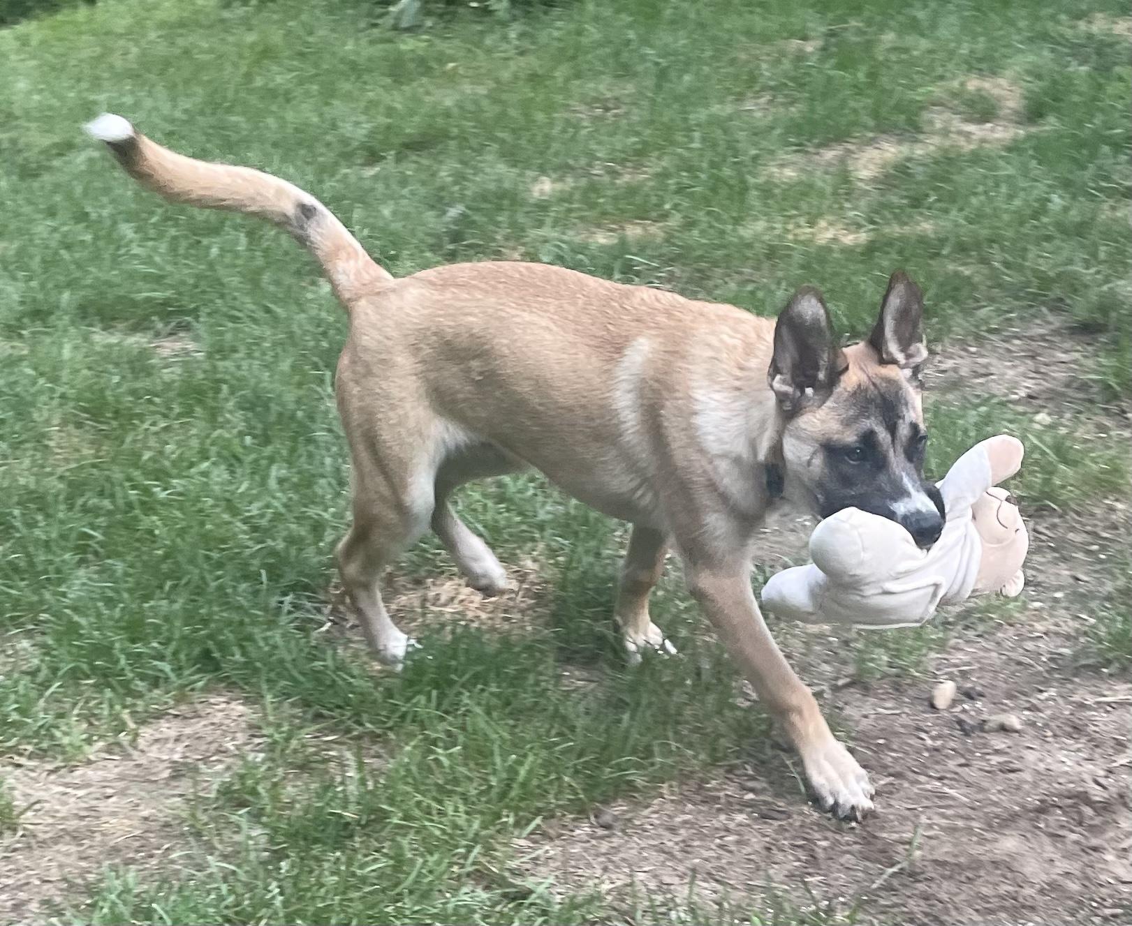 Remy, a ADOPTABLE mixed breed in Granby, MA image 4/5