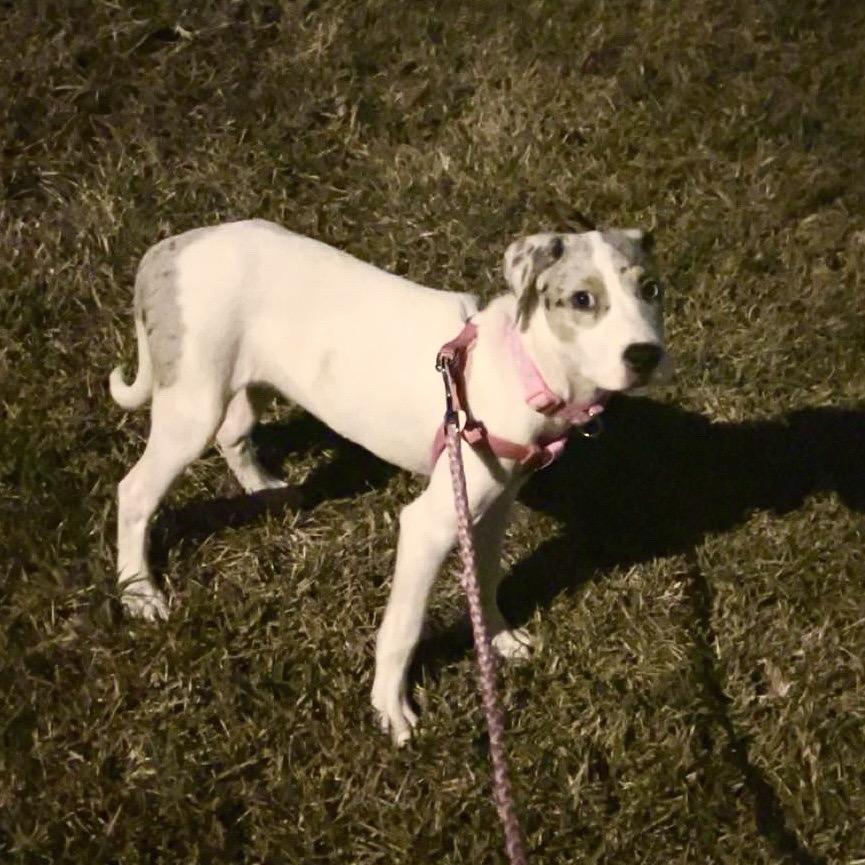 Heidi, Adoptable, Young Female Australian Shepherd & Labrador Retriever.