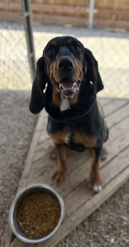 Lola, adopted, Young Female Black and Tan Coonhound.
