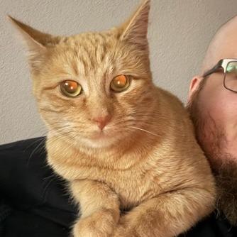 Hot Pocket, Adoptable, Adult Female Domestic Short Hair.