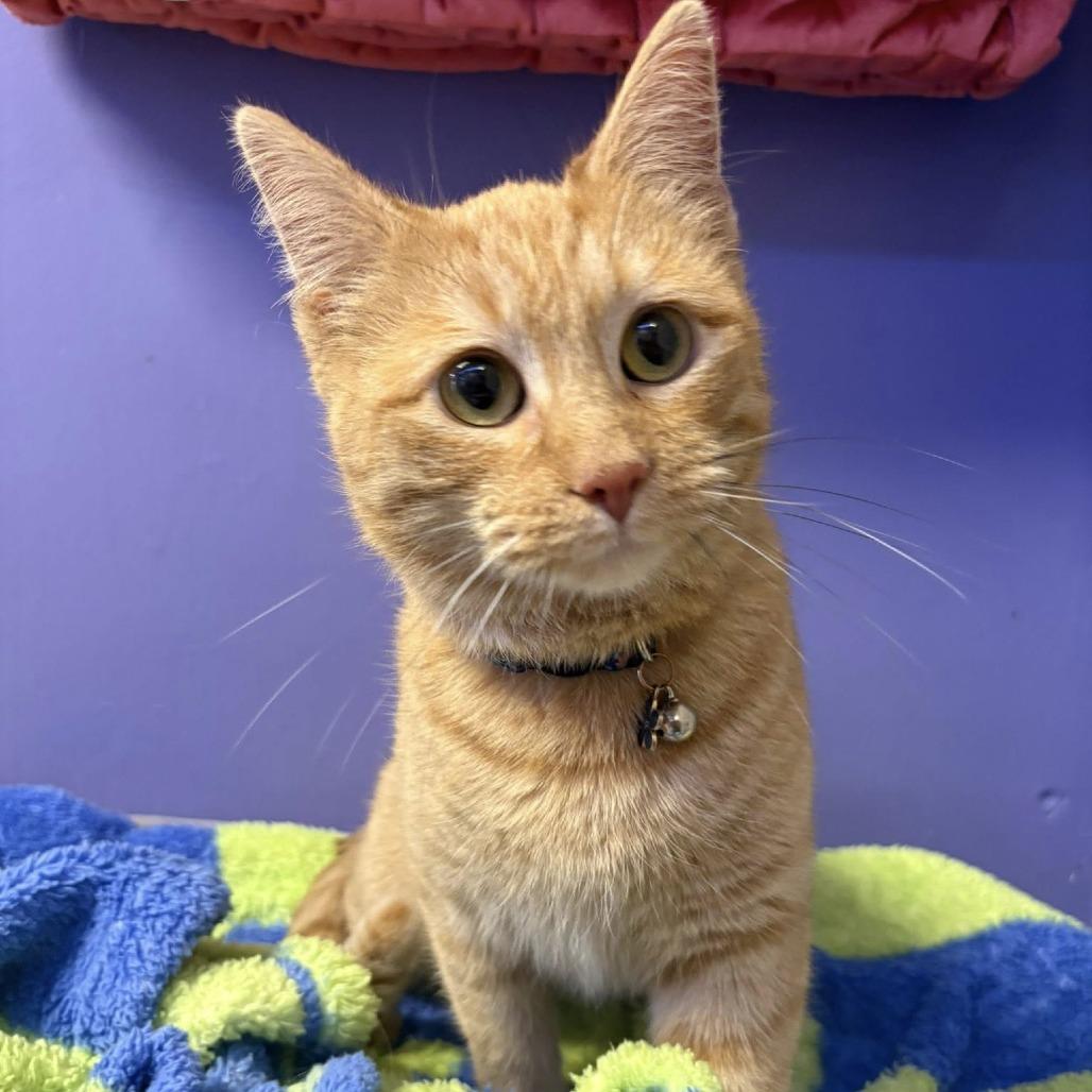 Enlarge Hot Pocket, a Adoptable Domestic Short Hair in Edwardsville, IL image 2/5