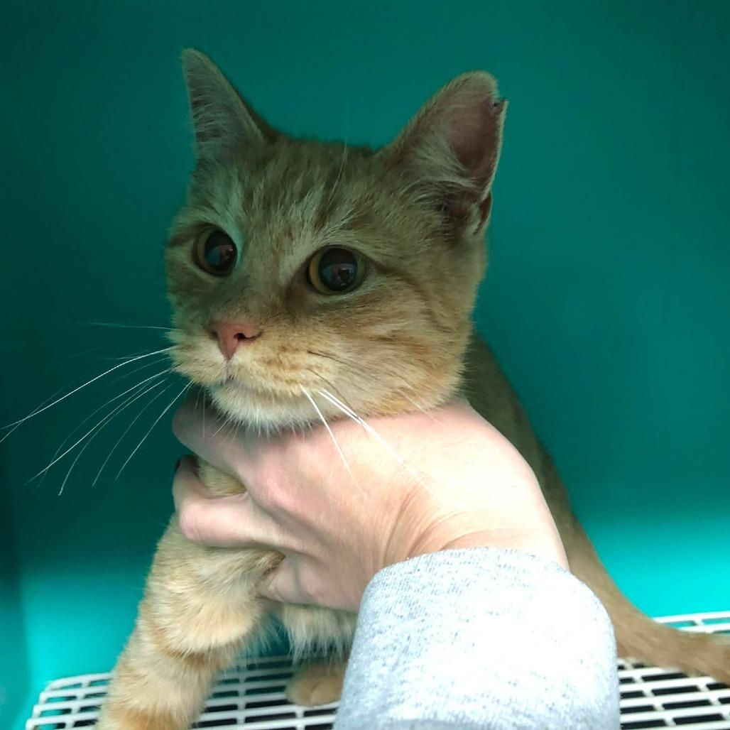 Enlarge Hot Pocket, a Adoptable Domestic Short Hair in Edwardsville, IL image 1/1