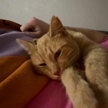 Enlarge Hot Pocket, a Adoptable Domestic Short Hair in Edwardsville, IL image 4/5