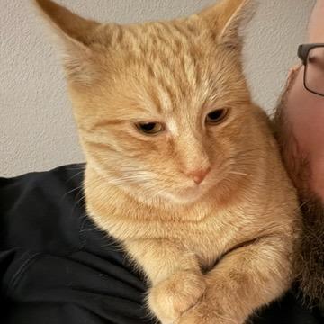 Enlarge Hot Pocket, a Adoptable Domestic Short Hair in Edwardsville, IL image 5/5