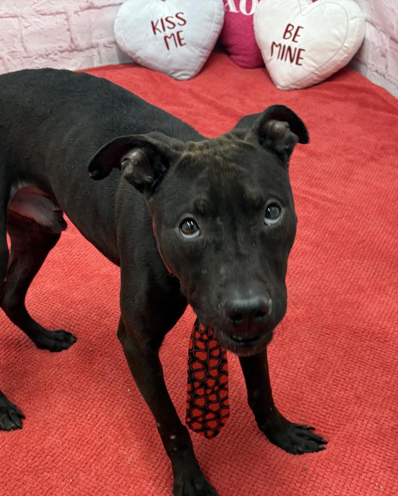 Enlarge Mathlete Tim Pak, a Adoptable mixed breed in Detroit, MI image 2/6