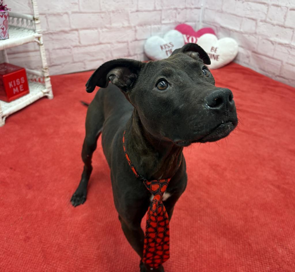 Enlarge Mathlete Tim Pak, a Adoptable mixed breed in Detroit, MI image 3/6