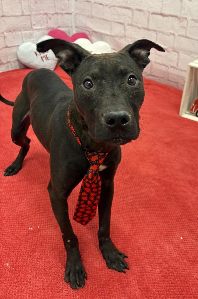 Enlarge Mathlete Tim Pak, a Adoptable mixed breed in Detroit, MI image 4/6