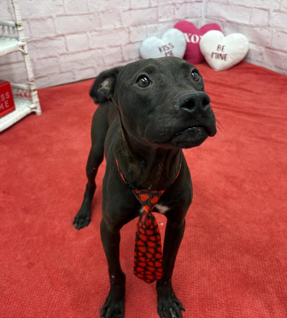 Enlarge Mathlete Tim Pak, a Adoptable mixed breed in Detroit, MI image 5/6